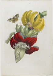 Infiorescenza di banana, 1705